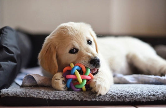 5 Easy Ways to Keep your Pet Happy and Active